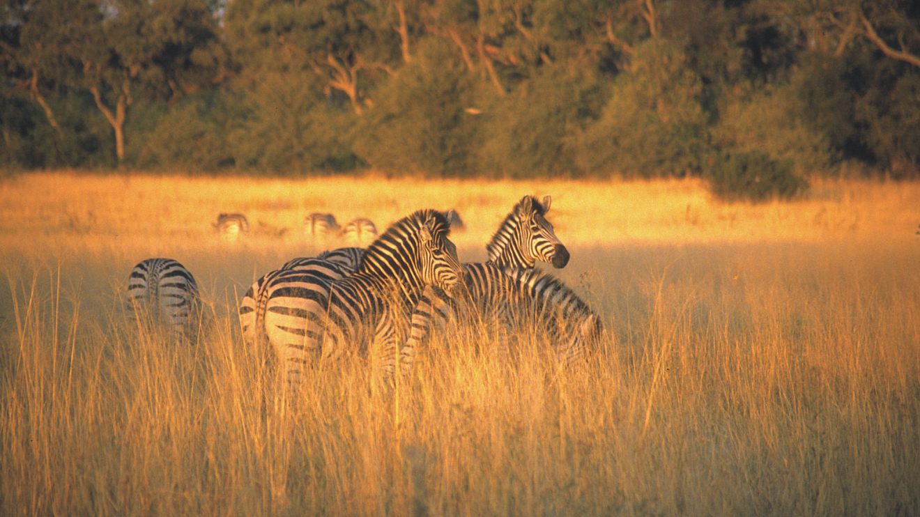 You are currently viewing Exploring Botswana: The Ultimate Travel Guide