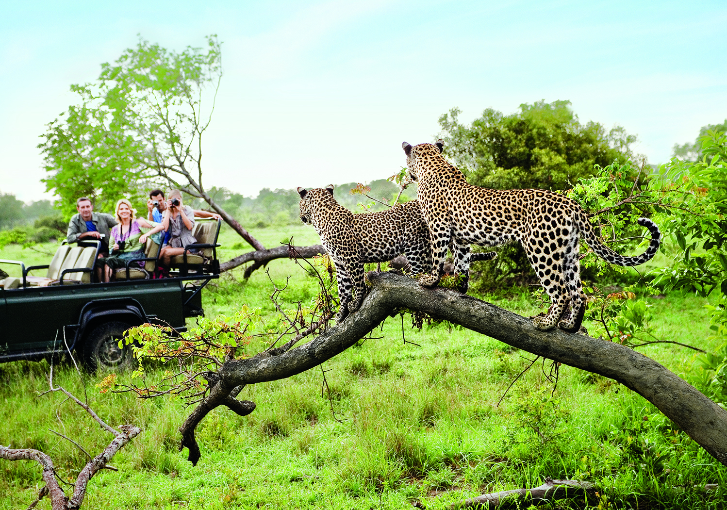 You are currently viewing Experience South Africa’s Wildlife: A Safari Adventure Guide
