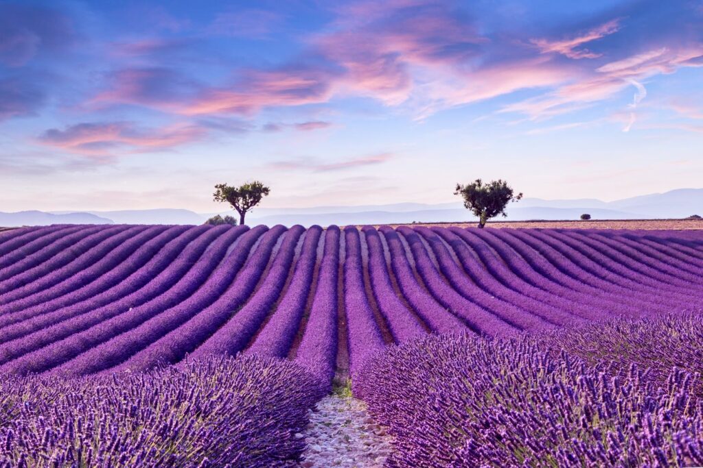 lavender-field-provence